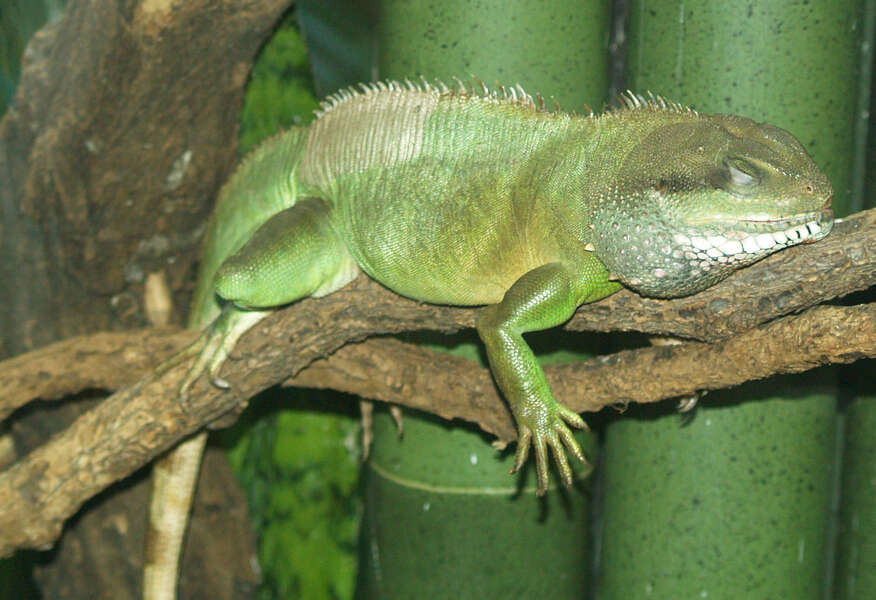 Physignathus resmi