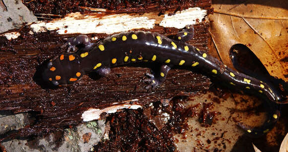 Ambystoma maculatum (Shaw 1802) resmi