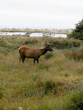 Image of Red Deer