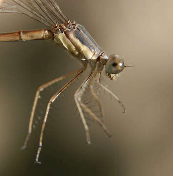 Image of Northern Spreadwing