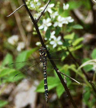 Image of Twin-Spotted Spiketail