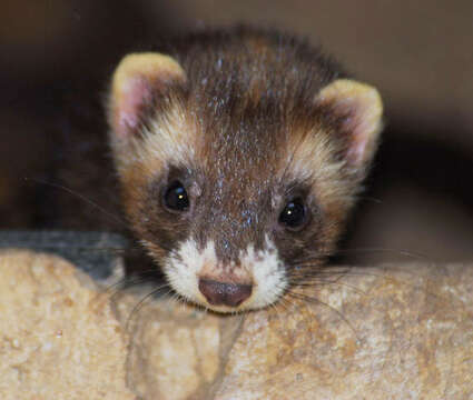 Image of western polecat, polecat