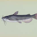 Image of White catfish