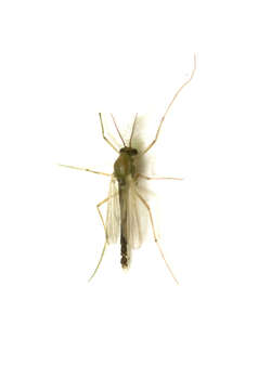 Imagem de Chironomidae