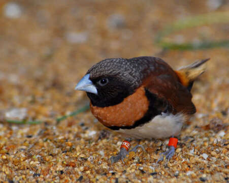 Image of Chestnut-breasted Mannikin