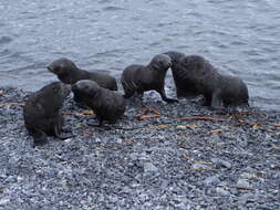 Image of Antarctic Fur Seal