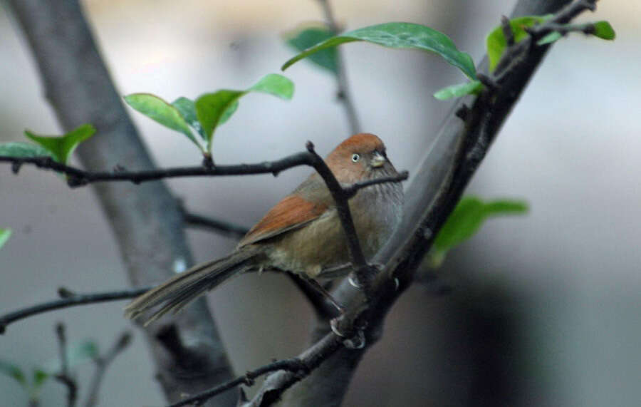 Image of Paradoxornis webbianus