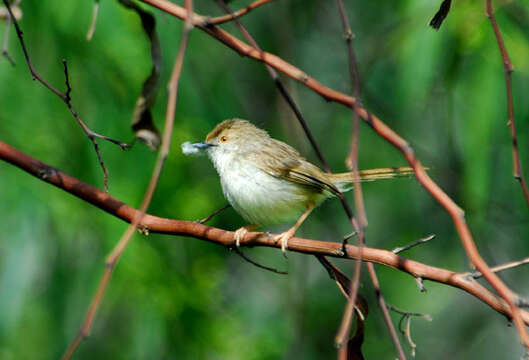 Plancia ëd Prinia gracilis (Lichtenstein & Mhk 1823)