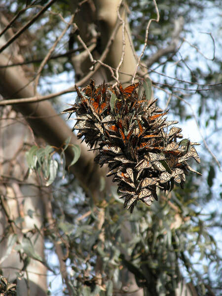 Imagem de Danaus (Anosia) plexippus Linnaeus 1758