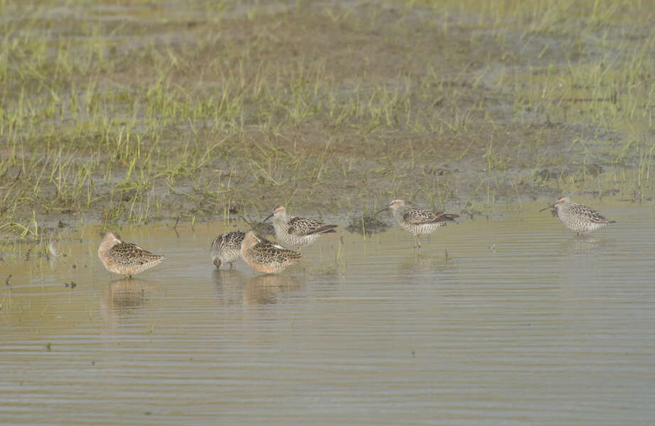 Image of Stilt Sandpiper