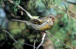 Image of Three-banded Rosefinch