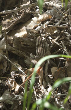 Image of Sonoran Spotted Whiptail