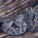 Imagem de Bothrops moojeni Hoge 1966