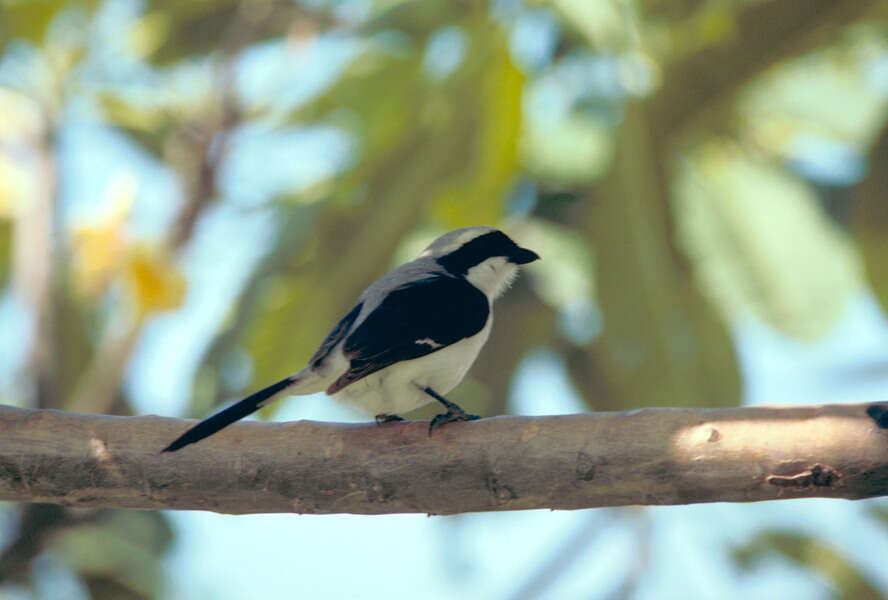 Image of Grey-backed Fiscal