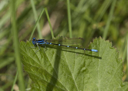 Image of Blue-ringed Dancer