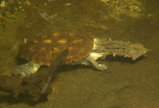 Image of Chelus fimbriatus