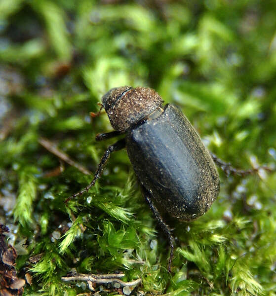 Image of Sylvetta Arugula