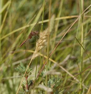 Image of Cherry-faced Meadowhawk