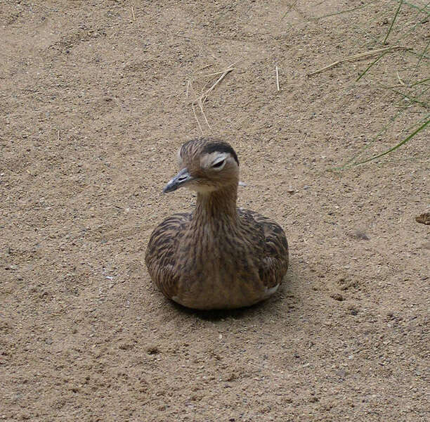 Image of Double-striped Thick-knee