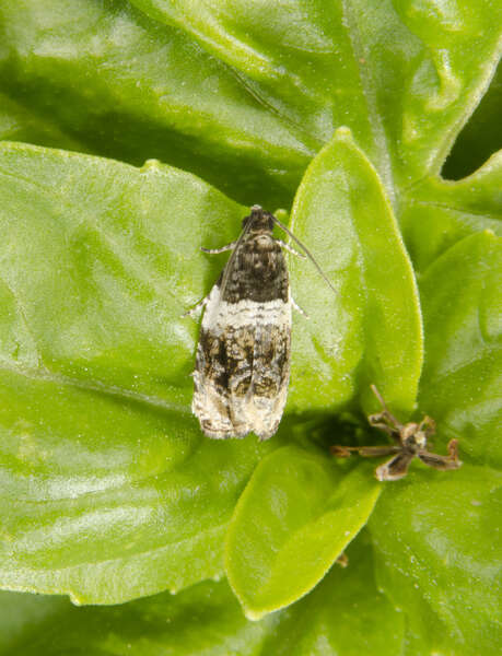 Image of Banded Olethreutes Moth