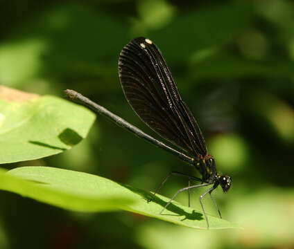 Image of Jewelwings