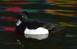 Image of Tufted Duck