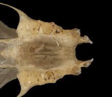 Image of Pallid Large-footed Myotis