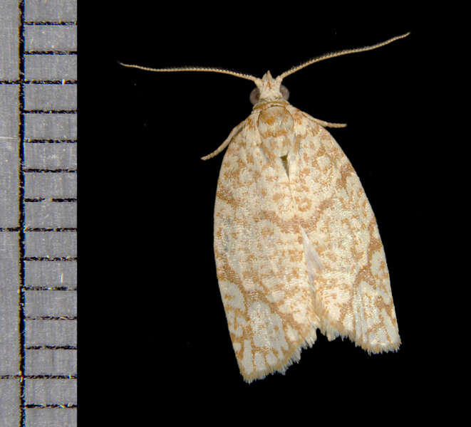 Sivun Argyrotaenia quercifoliana Fitch 1858 kuva