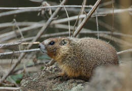 Image of Marmota subgen. Petromarmota Steppan et al. 1999