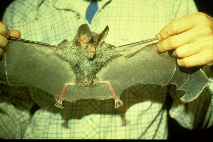 Image of big-eared woolly bat