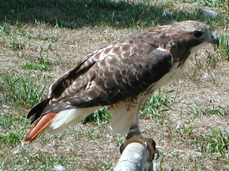 Image of Red-tailed Hawk