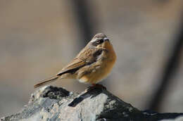 Image of Brown Accentor