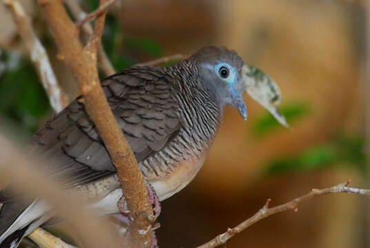 Image of Zebra Dove