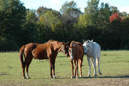 Image de Equus subgen. Equus Linnaeus 1758