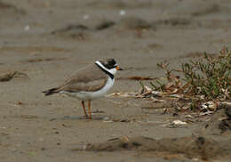 Слика од Charadrius semipalmatus Bonaparte 1825