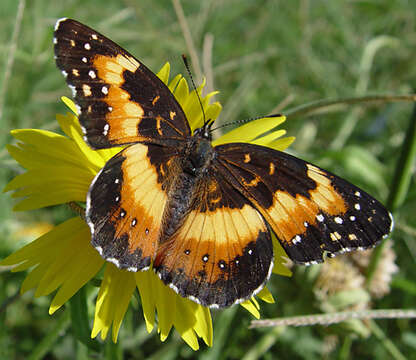 Sivun Chlosyne lacinia Geyer 1837 kuva