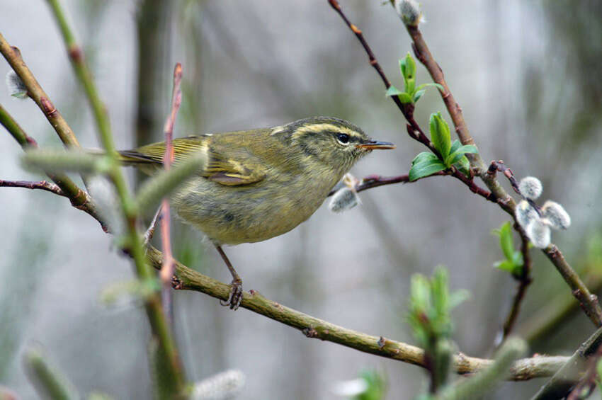 Image of Buff-barred Warbler