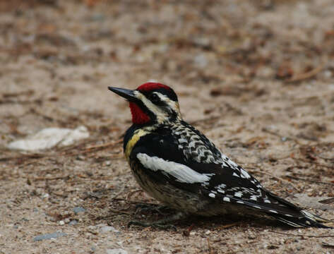 Image of Yellow-bellied Sapsucker