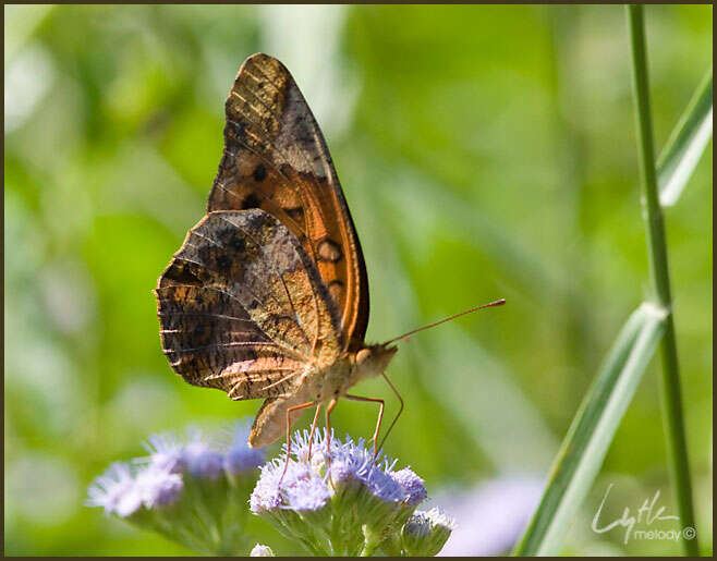 Image of Mexican Fritillary