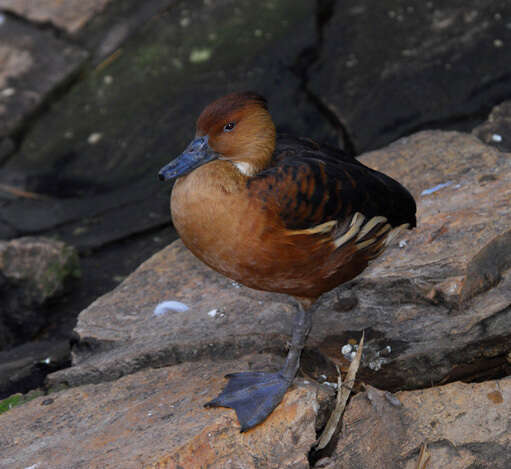 Image of Fulvous Duck