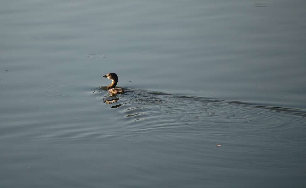 Image of Pied-billed Grebe