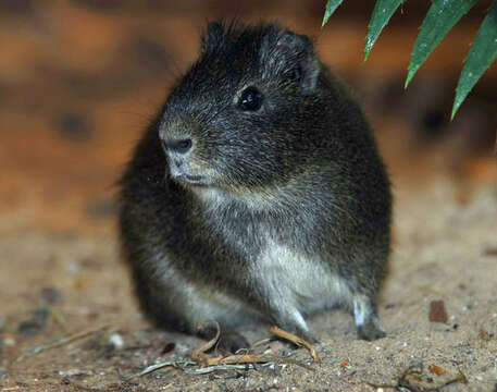 Image of Guinea pig