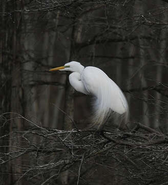 Image of Great Egret