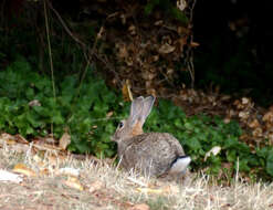 Image of Oryctolagus Lilljeborg 1873