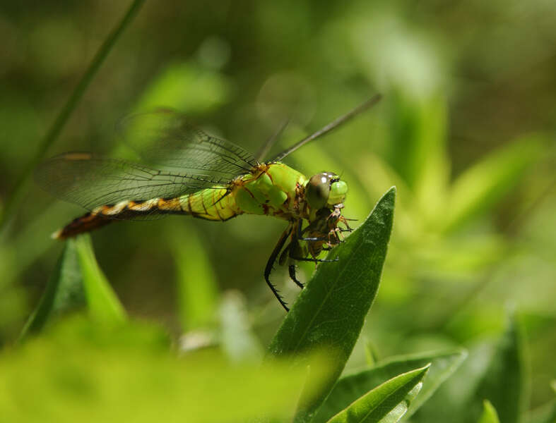 Image de Erythemis Hagen 1861