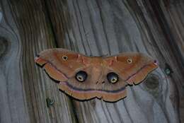 Image of Tussah moths