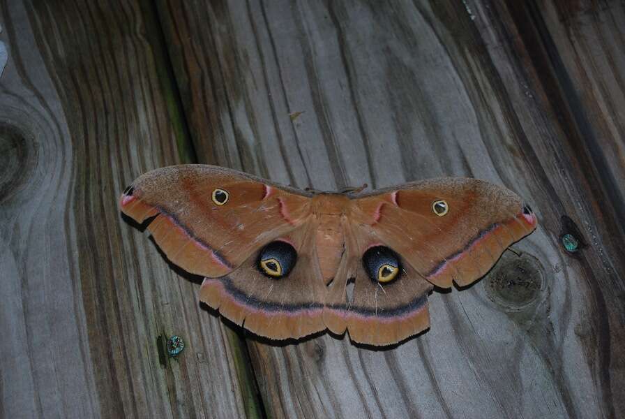 Antheraea Hübner (1819) resmi