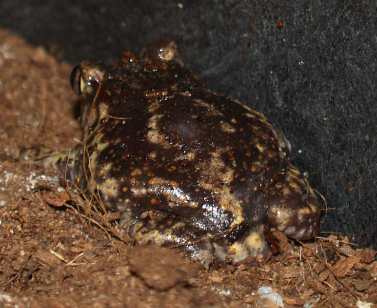 Image of American spadefoot toads