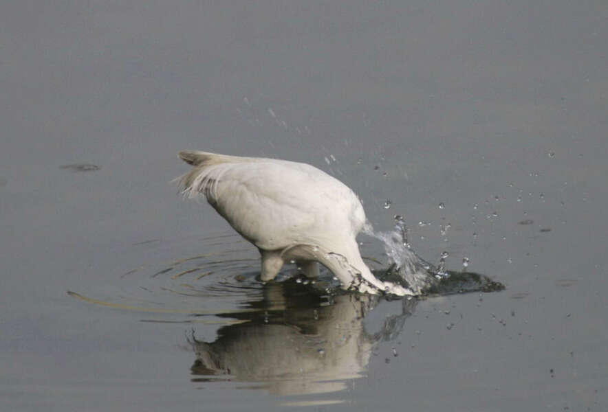 Image of Little Egret