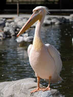 Image of Dalmatian Pelican